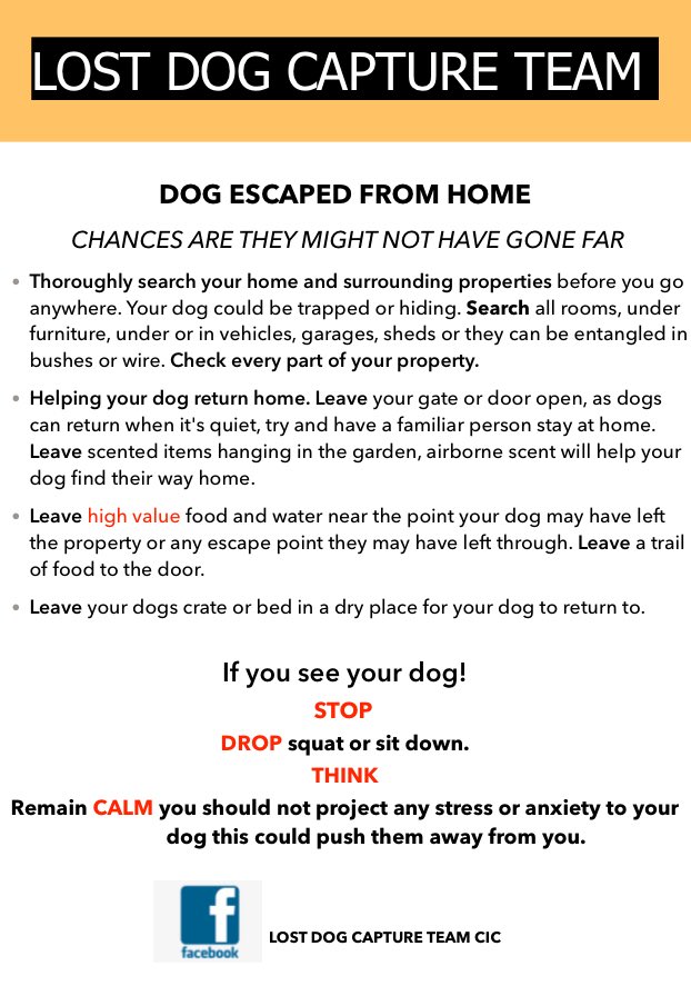 DogCapture's tweet image. 