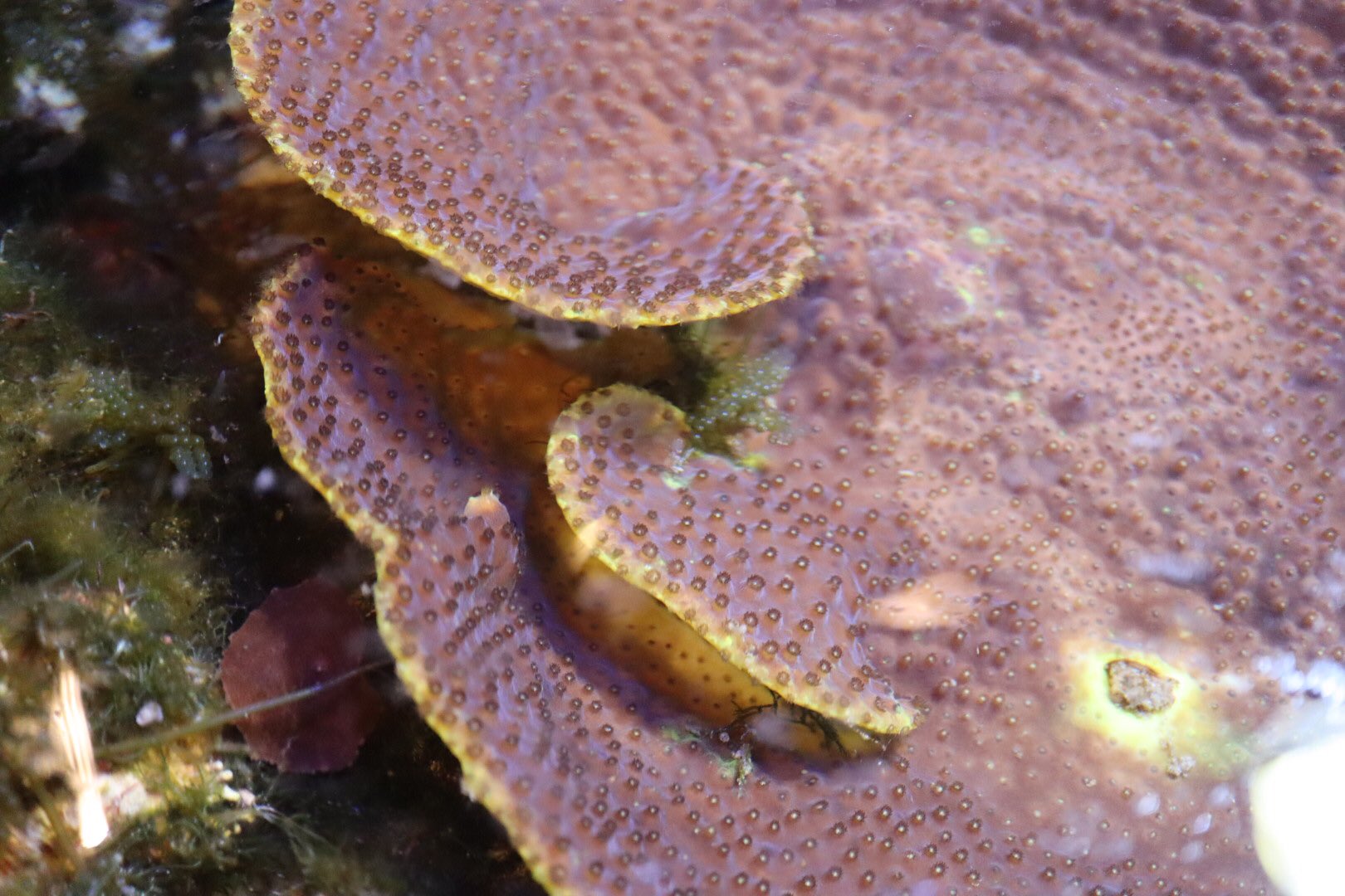 マッドマン川崎大師店 珊瑚飼育は時間を形に残します こぶし大だったのに いまや寿司桶サイズ マメスナは台にしていた水槽を覆いつくし ライトの直下のスリバチは湯呑茶碗みたいに 10年の歴史です サンゴ 珊瑚飼育 リーフタンク 海水魚 ホームズ