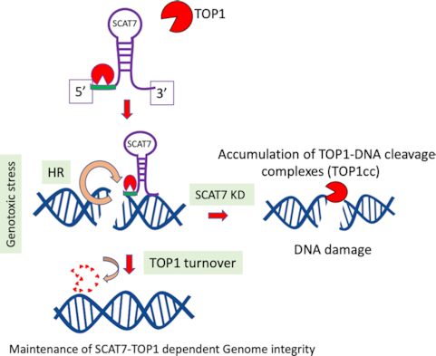 We are excited to share our publication on DNA damage inducible #lncRNA #SCAT7 regulates genome integrity and #TOP1 isomerase turnover in #LUAD
doi.org/10.1093/narcan…