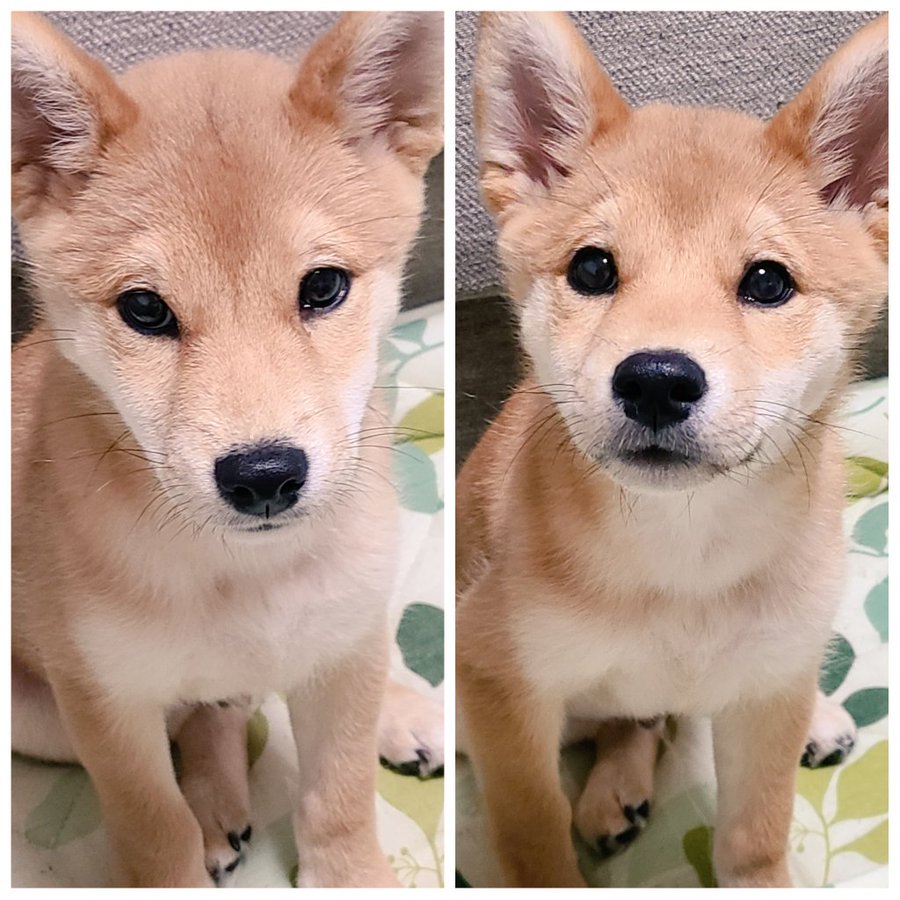 柴犬の 好き好きアピール に飼い主さんがko負け かまってもらえた時の表情が分かりやすすぎると反響 Eltha エルザ