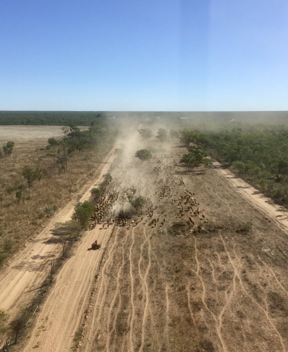 rftte's tweet photo. Contract Mustering Team members wanted: https://t.co/i6iwYPcdkm
#Jobs #jobsearch #rfttejobs #beefjobs #cattlestations #wajobs https://t.co/rdokFu4tx6