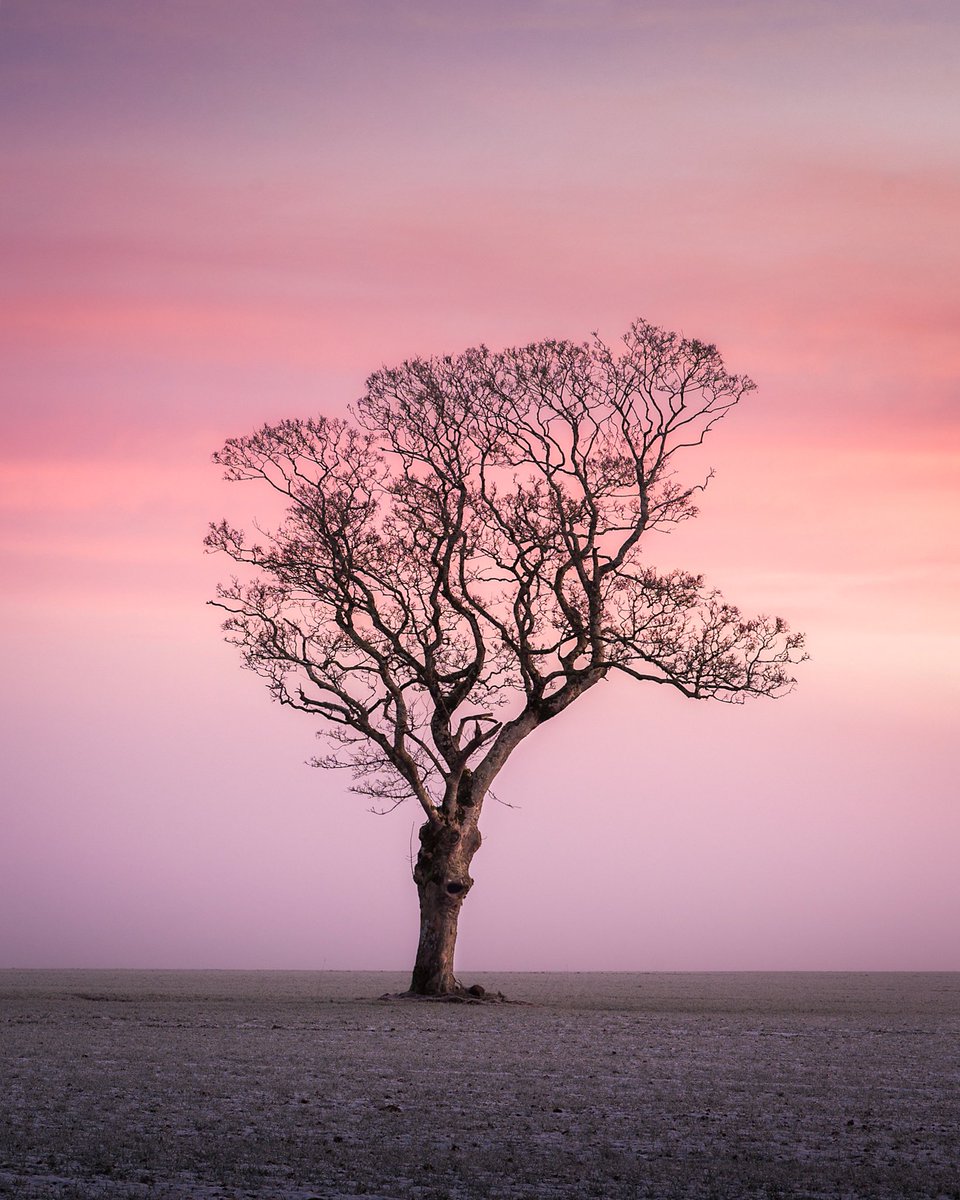 poloconghaile's tweet photo. This photo stopped me in my tracks. A solitary tree captured pre-dawn in the @Ballyhoura region of Co Limerick, near Ardpatrick. 👌
#LoveIreland
#WhenWeTravelAgain https://t.co/apjfH28AYH