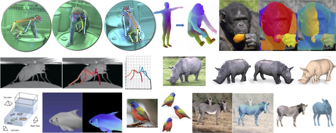 Computer vision for animals is a growing sub-field that will have a big impact. We have organized a CVPR workshop that brings together amazing keynote speakers. All we need now is you!  Please submit your work even if it is preliminary. cv4animals.com