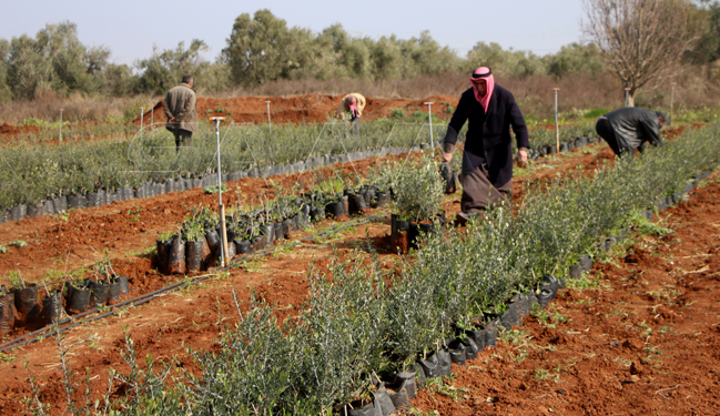 eye_syrian's tweet photo. Photos from the Izraa and Nahj plant centers of the Daraa Agriculture Directorate.

#Syria https://t.co/8iVyj5RRWM