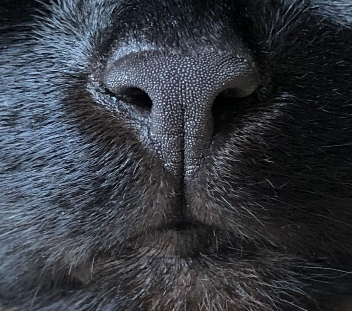 3catshapedblob1's tweet photo. How many boops can a house panther get? #blackcats #CatsOfTwitter #ilovecats #boopmynose #blackcatsarethebest https://t.co/OVQ4NoH7rc