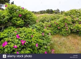 Reality check the British flora has doubled with aliens, no conservationist is concerned that it is a major problem, very few are invasive, not many become part of native plant communities.Species like Rosa rugosa invading dunes are problems
