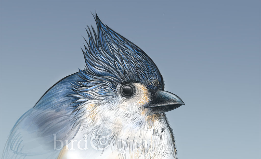 A tufted titmouse from the archives for this week's #colour_collective

Have a great weekend!
