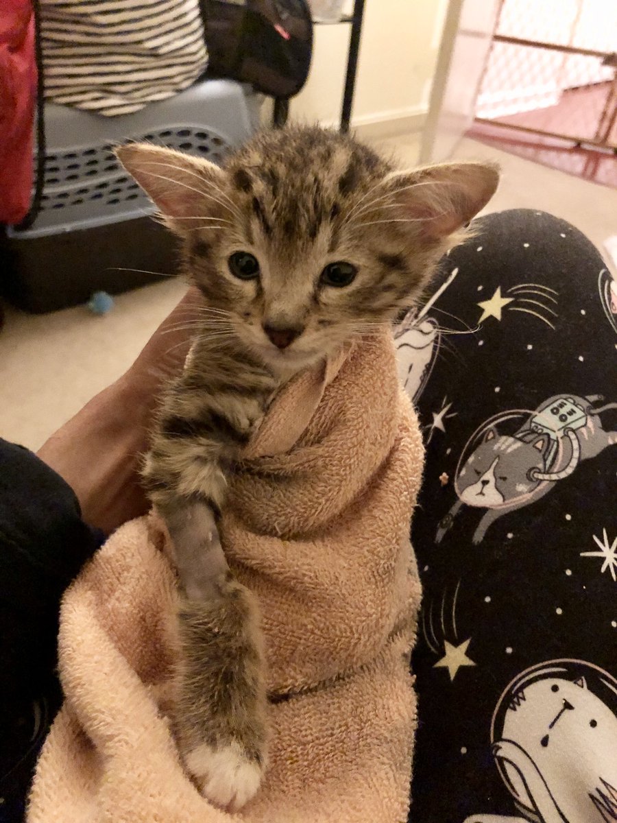 Aslanthe4eared1's tweet image. Throwback to a time when 4 Eared kitten looked more like a #Pokemon  ...      #throwback #ThrowbackThurday #kitten  #CatsOfTwitter #pets  #fuzzyboot