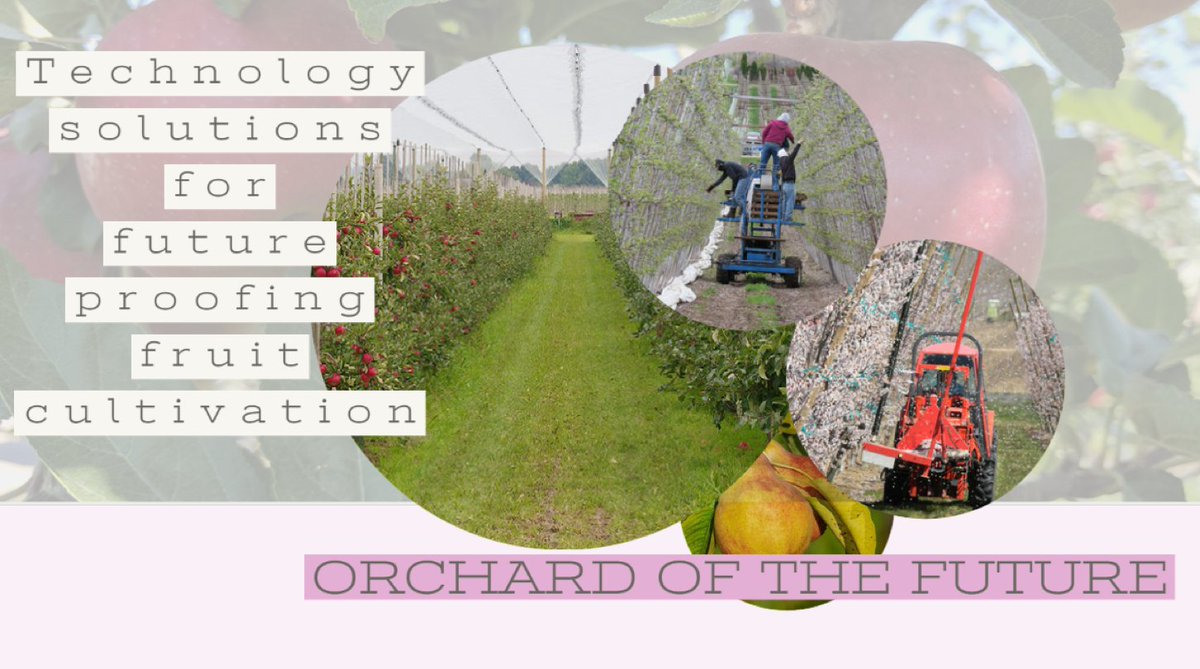 Washington State, California, and the Netherlands agree to collaborate on #fruit orchard automation and robotization ➡️ nlintheusa.com/technology-sol… #AgTech #OrchardOfTheFuture