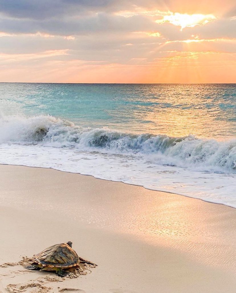It was a stunning sunset last night for our private turtle release with <a href="/cimpaky/">CIMPA</a> 🌅🐢

Our private releases add a touch of magic to any special occasion! 

If you’d like to have a turtle release of your own, contact events@turtle.ky for more information

#SeaTurtle #CaymanIslands