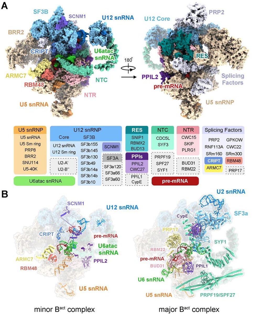 For the first time, researchers have revealed the atomic structure of the human minor spliceosome, according to a new study in Science. The findings provide a framework for a mechanistic understanding of the function of this ribonucleoprotein complex. ($) fcld.ly/xgmy6w2