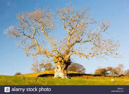 Invasive alien speciesAsh tree is dying