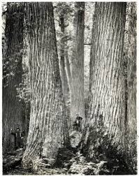 American chestnut gonein places 50% or so of forest and important food for animals