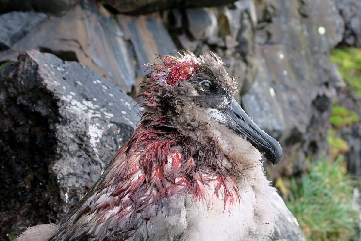 chicks to die https://www.nhm.ac.uk/discover/news/2018/october/gangs-of-mice-are-eating-seabird-chicks-alive-on-a-remote-atlantic-island.html