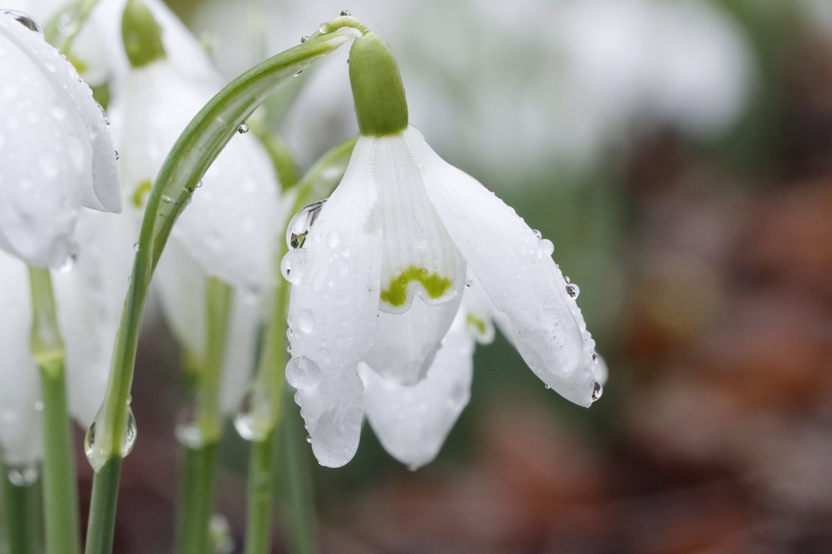 Snowdrops after the rain @HillierGardens @VisitHampshire @BBCSouthWeather @BBCSouthNews @AlexisGreenTV @BBCSpringwatch @HampshireLife @hantsconnect @The_RHS #BBCWildlifePOTD