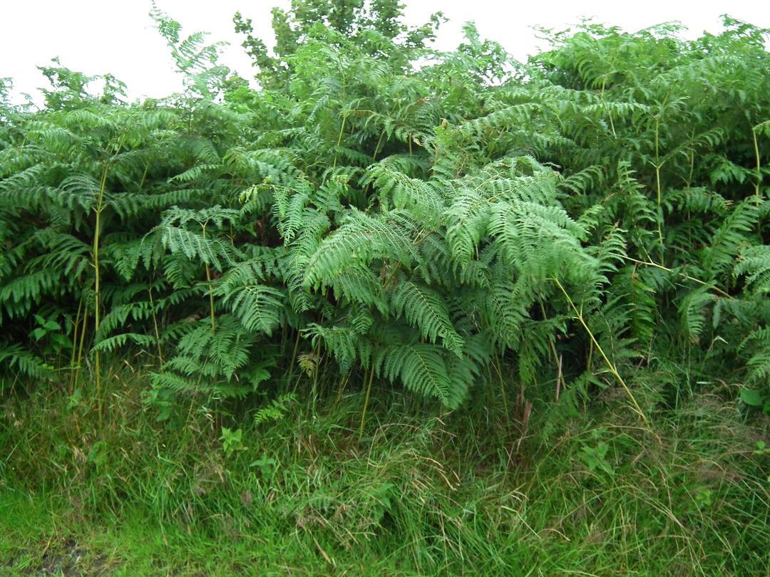 Are all invasives alien species?Depends on opinion, some ecologists see expanding natives as invasive such as bracken