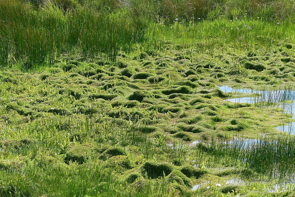 Crassula helmsiiIncredible damage to UK wetlands, huge awful problem