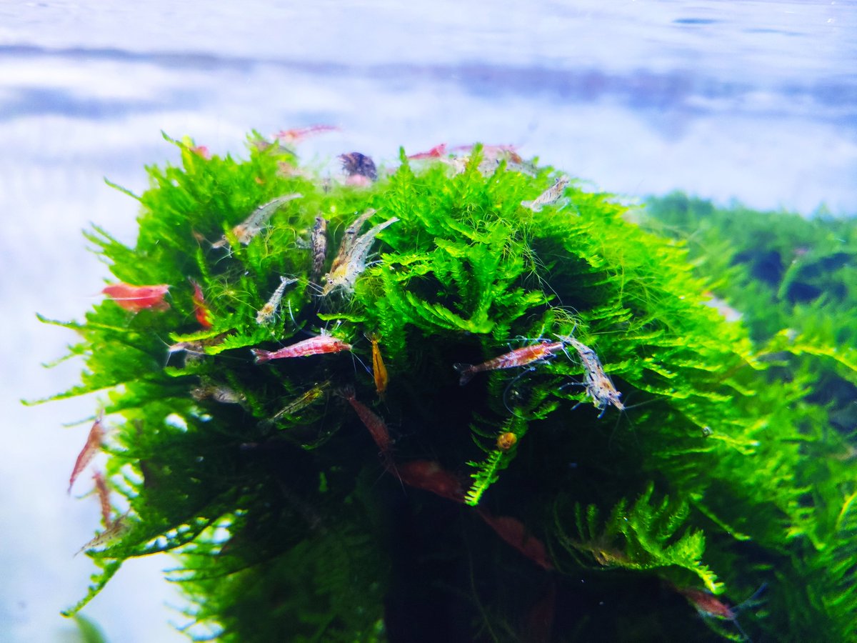 Shrimp community