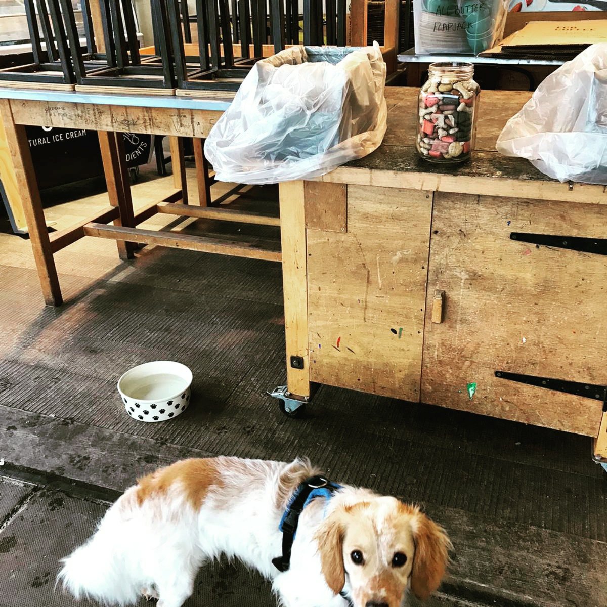 GusTheClergyDog tweet media