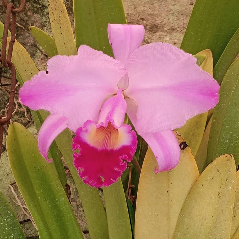 OrquideasAsorta's tweet photo. Ésta Extraordinaria Cattleya trianae #FlorNacional de #Colombia .Es de nuestro cultivador Alexis Ortiz
#ASORTA #Orquídeas #Táchira #Nature #orchidae #orchidstagram #Flowers #Orchides #Orchidspecies #especiesdeaorquideas #Orchilovers #OrchidSociety #Biodiversidad #Venezuela https://t.co/VGWUf8t9CE