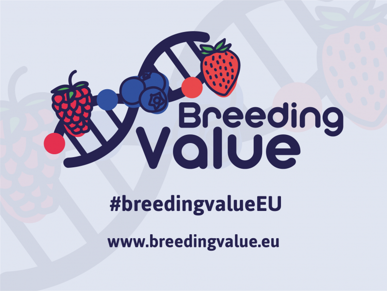 poscosecha's tweet photo. 👩🔬 Investigadores del @IHSM_CSIC_UMA participan en un proyecto #europeo para obtener #frutosrojos más nutritivos y resistentes para una producción sostenible. 🍓
➕ Todos los detalles 👉 https://t.co/UnRvIXV50A
#BreedingValue #Agricultura https://t.co/dBgSdqlNQE