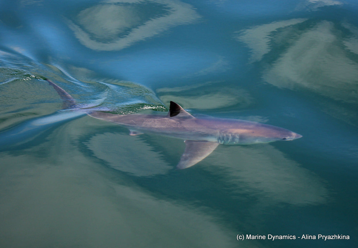 GREAT WHITE SHARK tweet media