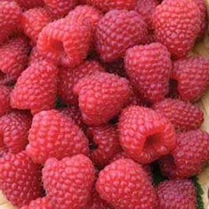 #BanishTheBloat - Raspberries, loaded with #prebioticfibre, serving as a food source for your healthy gut bacteria. Lovely & moisture-rich, so theyre an ideal tasty treat when youre feeling the bloat. & theyre pretty low in sugar & calories, so theyre an all-around healthy snack.