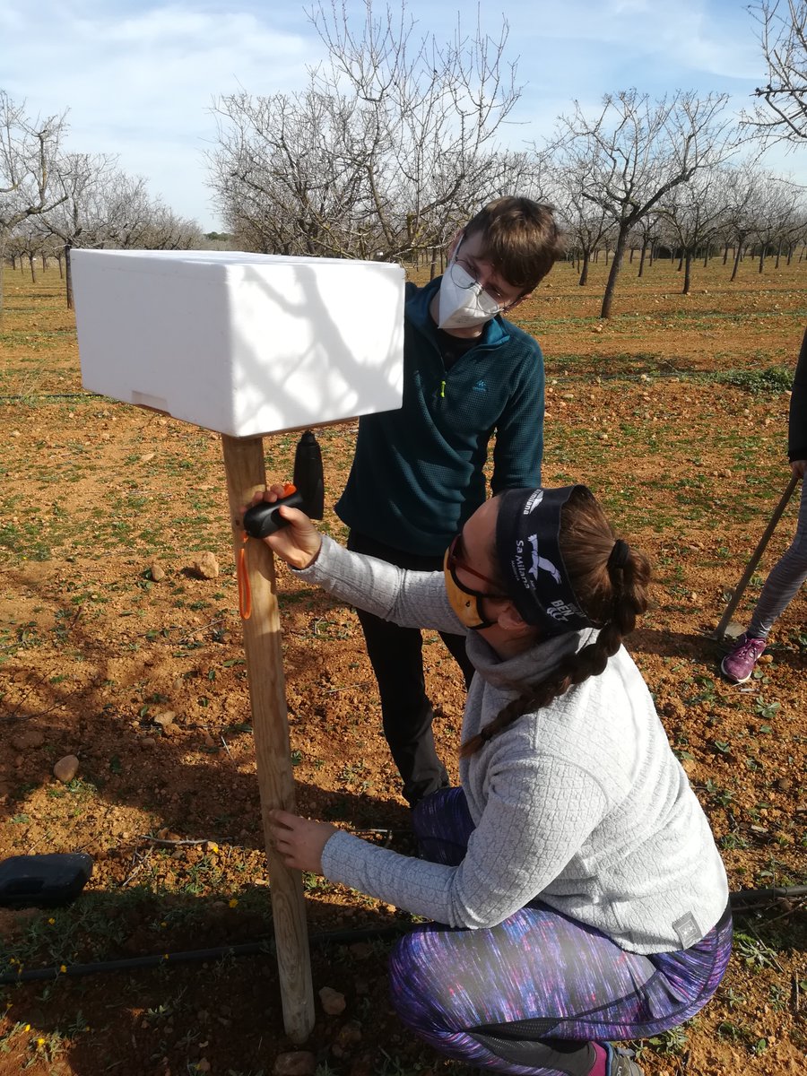 LatorrePineiro's tweet photo. ¡Comenzamos instalación!
🐝Después de sexar a nuestras abejas durmientes, las trasladamos ya al campo para que vayan despertando a la vez que despiertan nuestros almendros.🌸🌱
#Bees #solitarybees #EntomoGlobalUIB @UIBuniversitat @Cambio2100 https://t.co/fDEoMMX0UZ