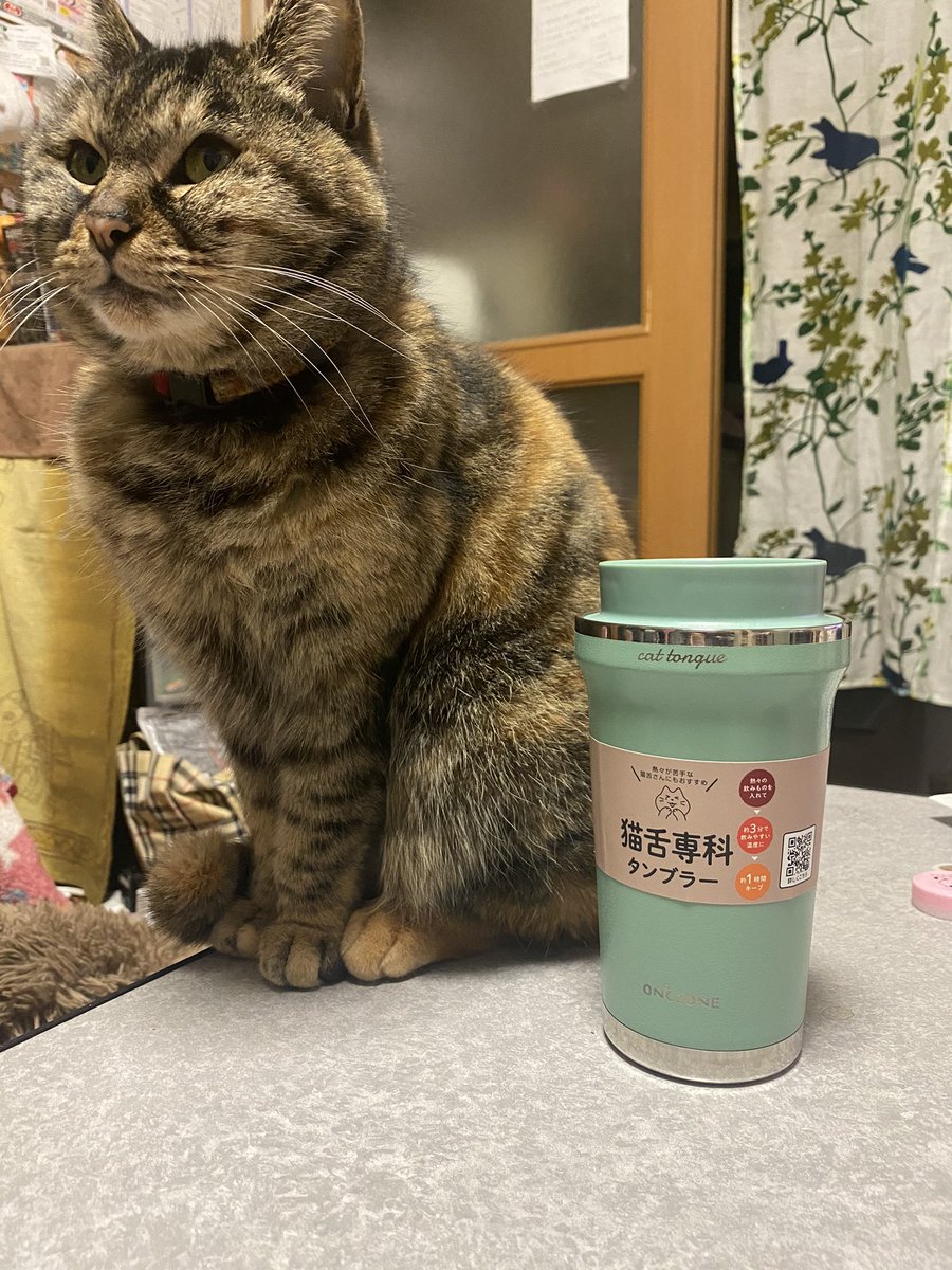 nekomaru0205's tweet image. 相方が誕生日プレゼントくれたんだが夢に見たコレだったので大興奮してさっそく使ったが控えめにいって最の高

#猫舌専科 #にゃこ