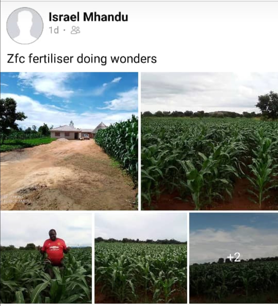 ThrowbackThursday to <a href="/IsraelMhandu/">Israel Tariro Mhandu</a> 👏👏

#HelpingYouGetABetterCrop
#2021FarmingSeason  

ZFC Limited Your Lifetime Farming Partner