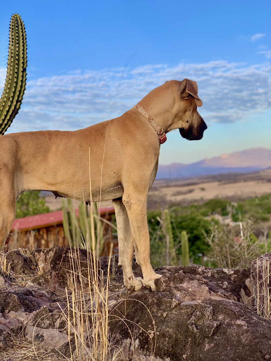 Ixasancheeez's tweet photo. Chenoa exploradora🐕👒🌵🍃. https://t.co/boRjdaO3Fi