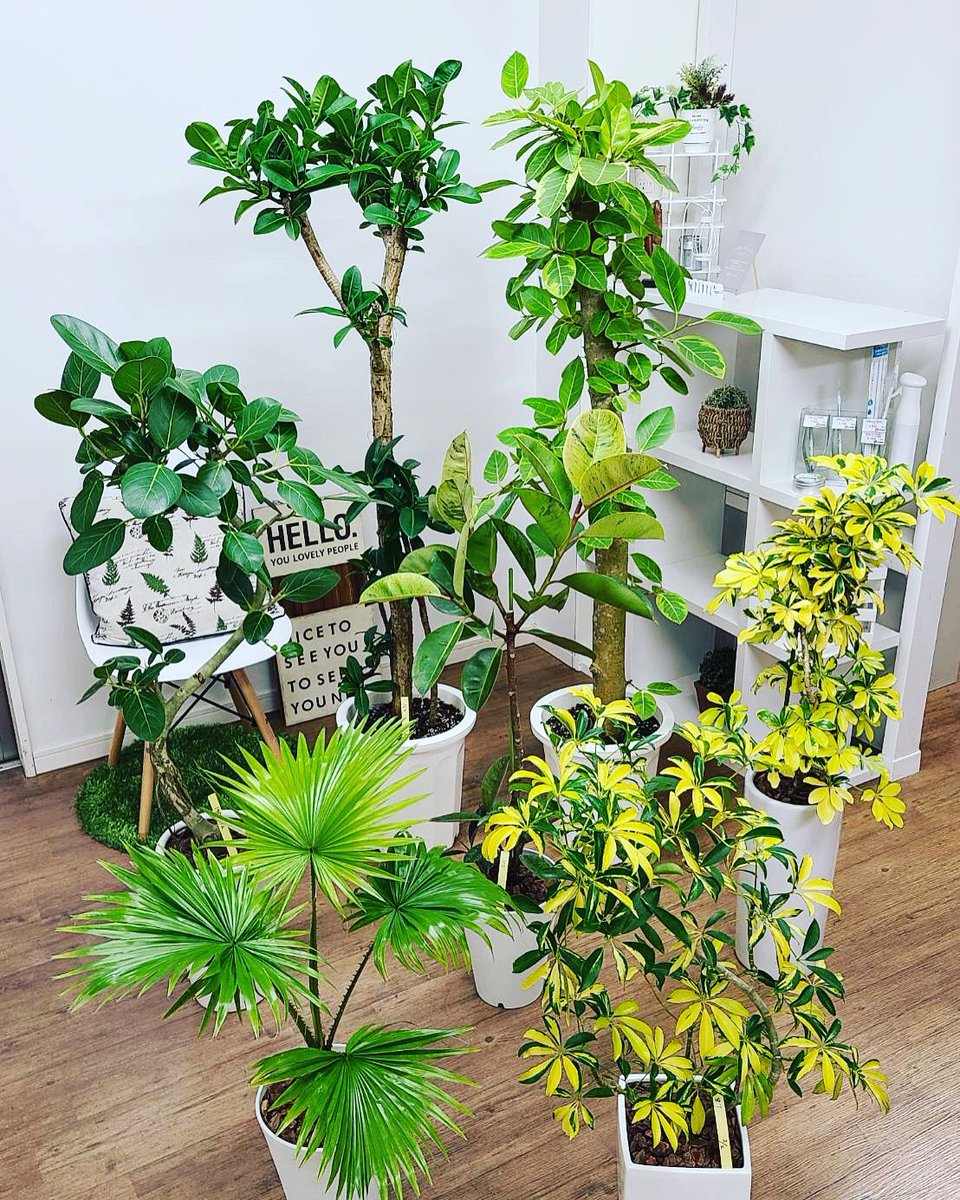 観葉植物のお店 E Ran 2月2日入荷の植物達です V シェフレラ 黄斑入り細葉 シェフレラ ハッピーイエロー ジャワビロウヤシ フィカス エラスティカ ジン アルテシマ アポロゴム ベンガレンシス お客様取り直し用 観葉植物専門店e Ran T Co