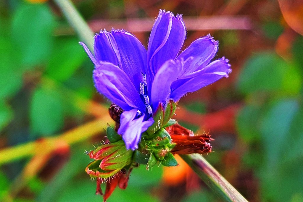 Little blue wonderwork of nature.
#Summer2019