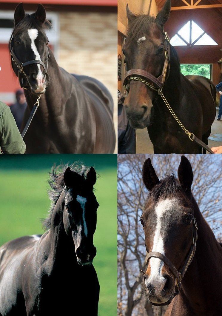 ট ইট র ぐりぐり君 左上 ブラックタイド 右上 ディープインパクト 左下 サンデーサイレンス 右下 ウインドインハーヘア ブラックタイドは父似でディープインパクトは母似なんですかね