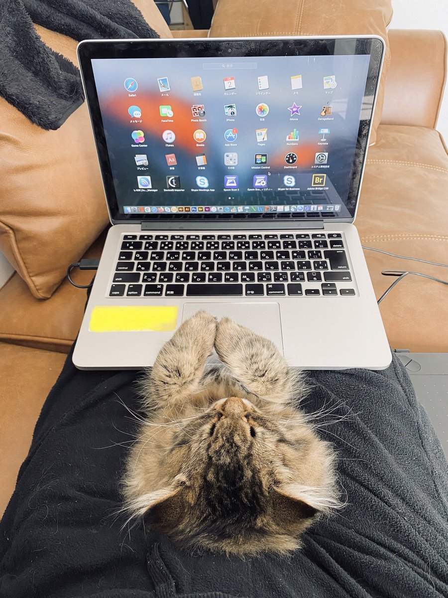 これがリモートワークの実態 膝の上でのびのびする猫さんがカワイイ すっぽりハマって暖かかった Togetter