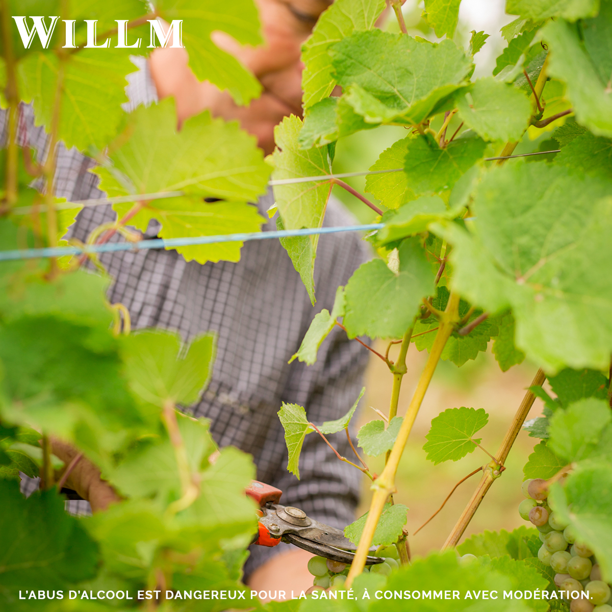 Maison Willm is the guardian of #unique terroirs and we use sustainable farming techniques prioritizing our soils and the #environment. Our wines are renowned #worldwide for their finesse and for encompassing the traditional character of #Alsace’s grape varieties.