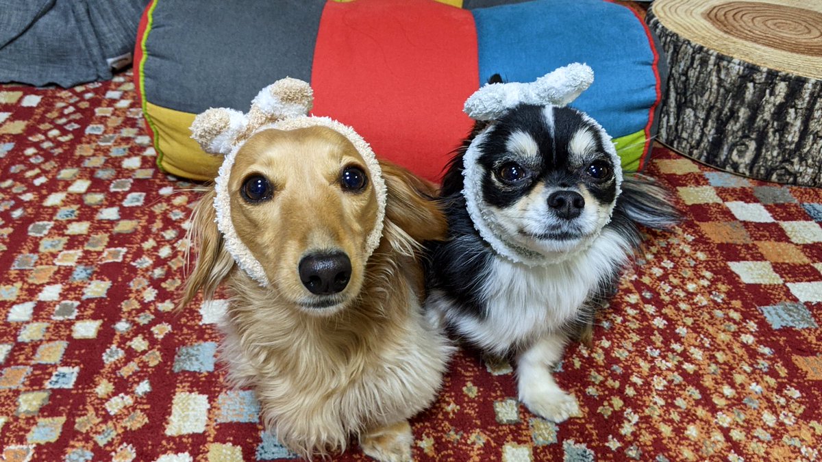 こはなの 世界に届け A Twitter 可愛いヘアバンドしたら どじょうすくいのおっさんになった ミニチュアダックスフンド チワワ 多頭飼い 犬好きさんと繋がりたい 犬と暮らす Dog