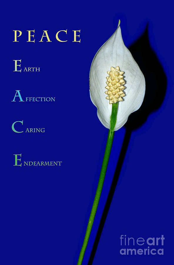 KayeMenner's tweet photo. #Peace #Lily and Text by Kaye Menner #covid #prints #products #puzzles at https://t.co/Bx8IKTAnww https://t.co/tOCAWGf8xU