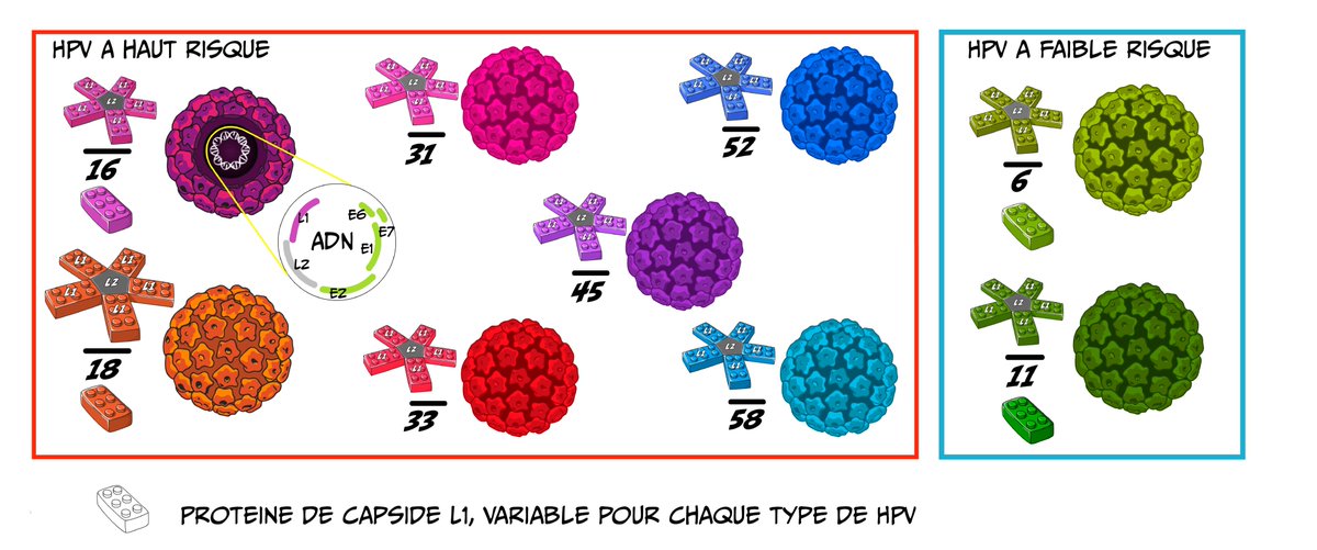  #WorldCancerDay   #worldcancerday2021   #HPV is composed of proteins (starry shield-shaped) that assemble to make the capsid, which encloses the viral DNAThere are more than kinds of HPV, but most of them are rare & not dangerous.See our article: https://kids.frontiersin.org/article/10.3389/frym.2020.558213Arrow