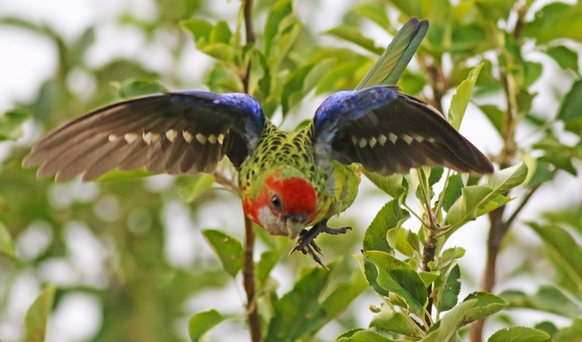SandyHorne61's tweet photo. Backyard birding - an eastern rosella in my apple tree. 
@ParrotOfTheDay @Britnatureguide @FeckBird @UrbanBirdsOz @GSBioblitz @BirdlifeOz @TTGCouncil #BirdsSeenin2021 #ModburyHeights #SouthAustralia https://t.co/6DyqYo1GsL