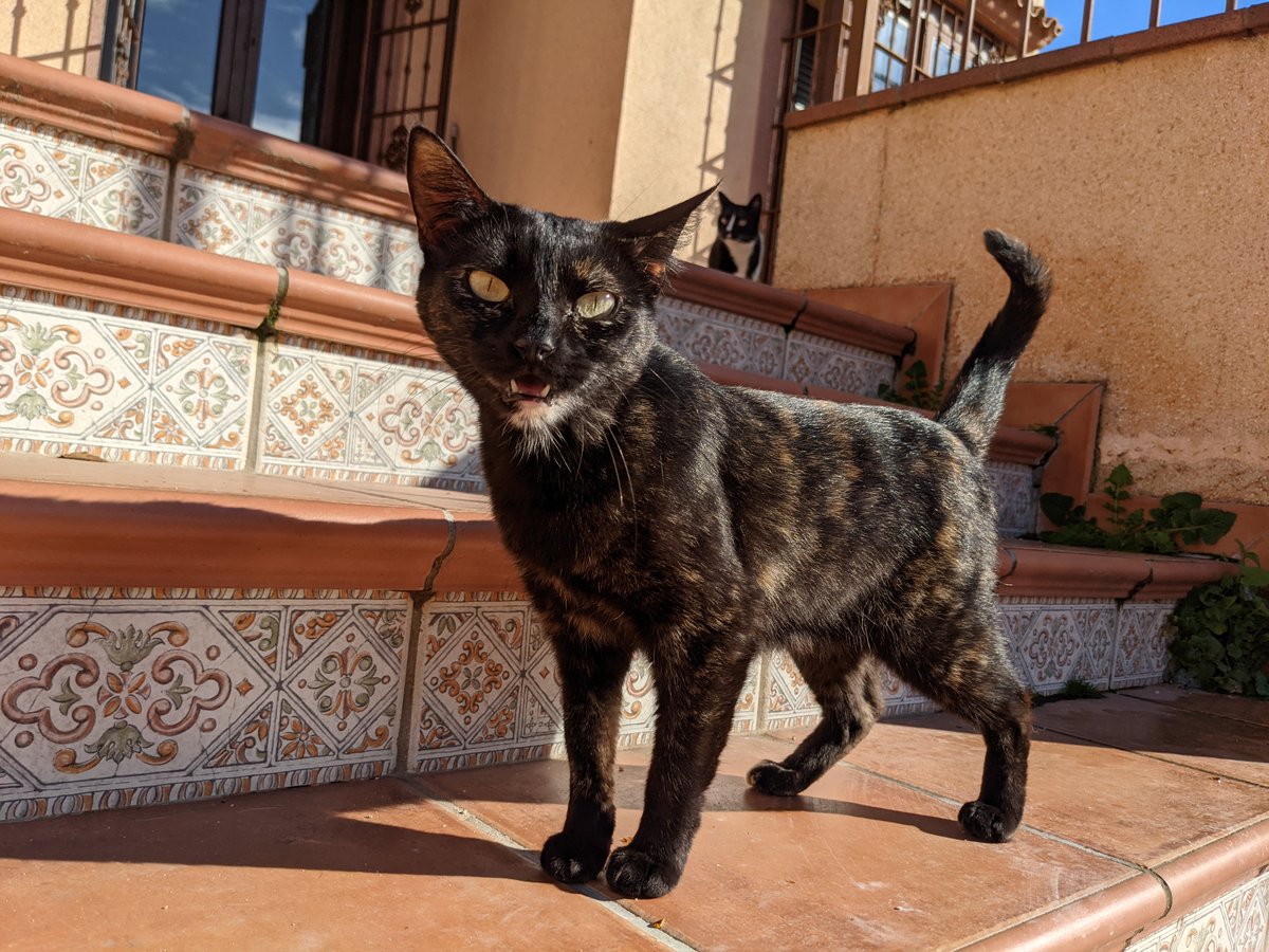  #AOClied about nothing. She was forced to relive her trauma only to have a bunch of assholes insult her.Anyway I run a cat rescue in Spain and here are some pictures of the cats I care for