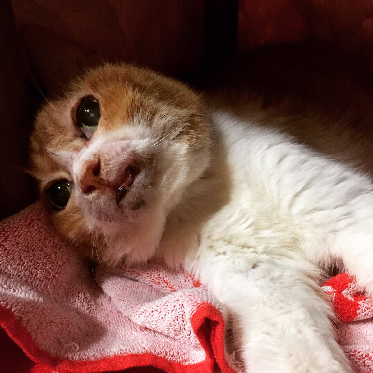 おもしろ猫 おもしろ猫