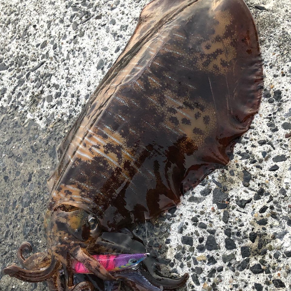 ムラムラチェリー