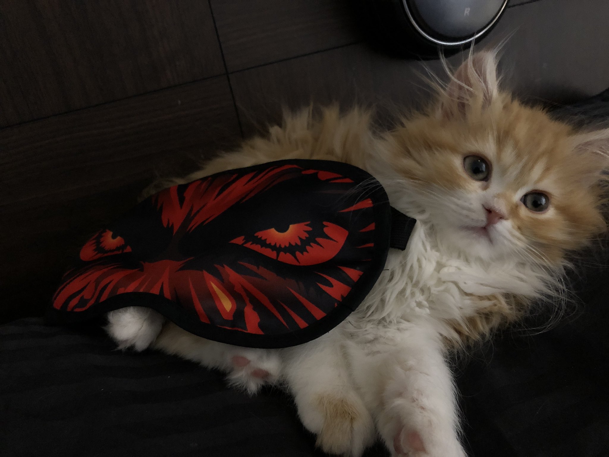 すこてぃのりんちゃん 静かなので見に行ったら枕でまったりしてました 新瞳術にゃんこ スコティッシュフォールド Scottishfold 猫 ねこ Cat 猫のいる暮らし 猫好き バジリスク 弦之介 新瞳術 T Co Cev7gwfcpp Twitter