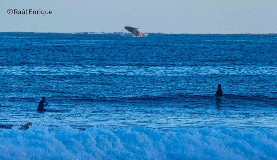 Pedro Umpierre 🌐 tweet media