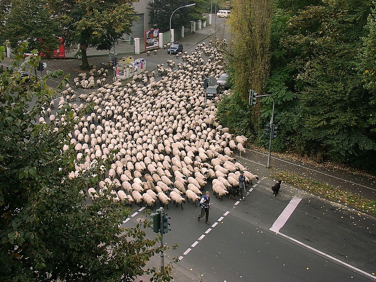mrccbu's tweet image. Novelty & memory: @J_A_Quent, @rikhens & Andrea Greve explain why a street full of 🐑 is memorable but a series of unfamiliar symbols is not 👇
sciencedirect.com/science/articl…
#Memory #Predictivecoding #Predictionerror