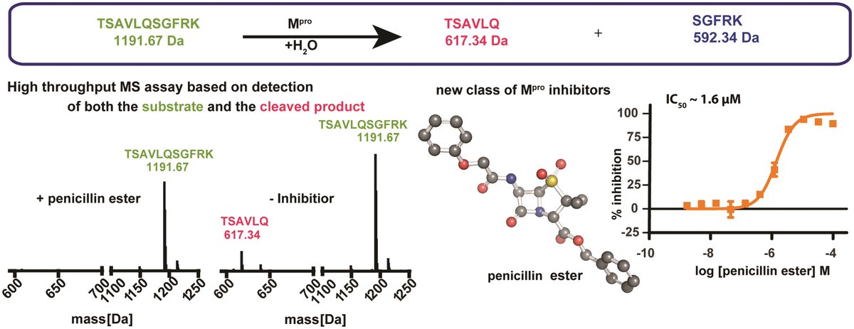 ChemCommun's tweet photo. We have been one of the most trusted venues for rapid publication of short communications for more than 50 years. This includes 'Mass spectrometry reveals potential of β-lactams as SARS-CoV-2 Mpro inhibitors' by Christopher Schofield @SchofieldOxford
⬇️ https://t.co/f3NT7ZuTB7 https://t.co/Z4PeW6BB5L