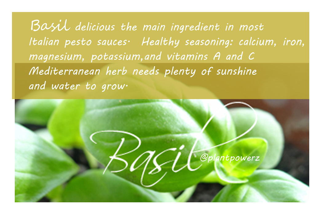 Basil delicious the main ingredient in most Italian pesto sauces.  Healthy seasoning: calcium, iron, magnesium, potassium, and vitamins A and C Mediterranean herb needs plenty of sunshine and water to grow #basil #plantpowerz   #plantstrong #ecofriendlydiet #health #vegan #herb