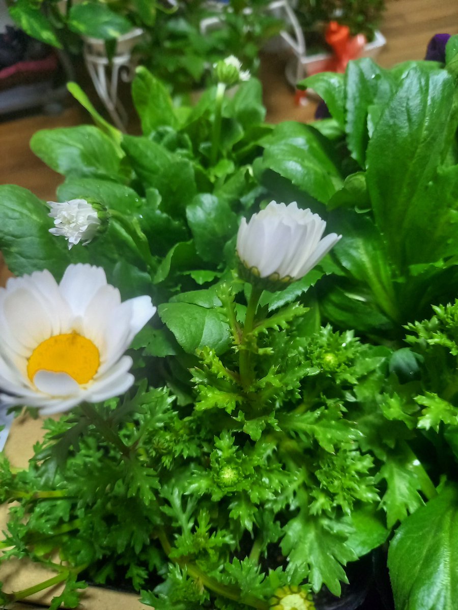 花の寄せ植え 花の寄せ植え