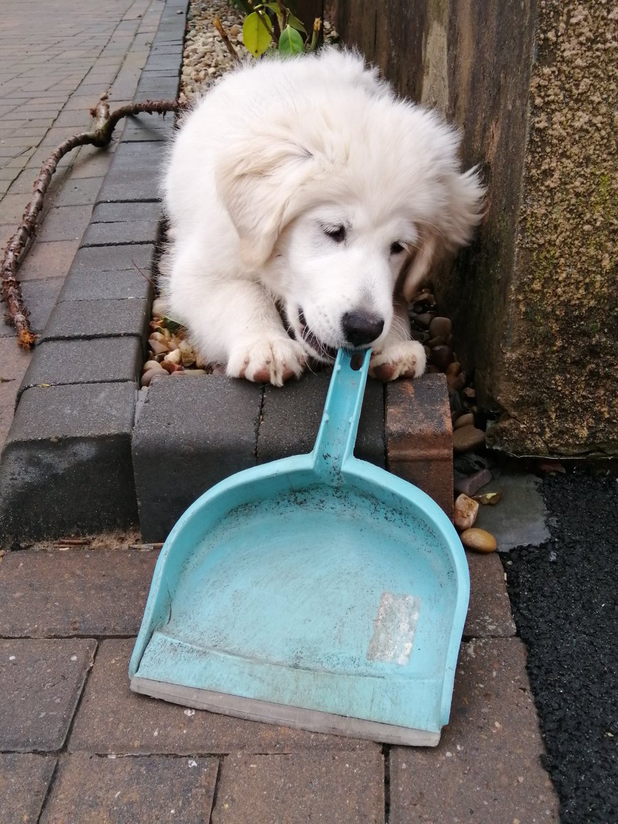 WilfandErnie's tweet photo. Cleaning services available now in your local area! Charges reasonable, to be paid 3 times daily with a full bowl of puppy food and treats if happy with service!! 😂😂🍪🍪 #dogsoftwitter #thursdaymorning #HappyToHelp https://t.co/oNLDZXAvpv